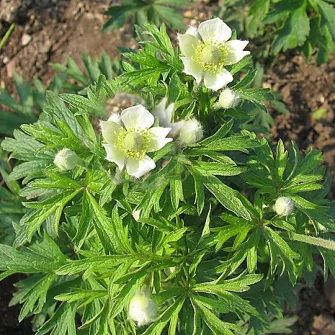 Szellőrózsa (Anemone)