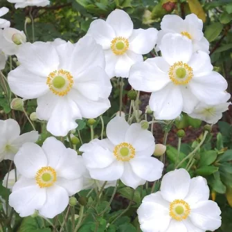 Szellőrózsa (Anemone)