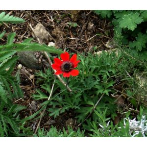 Anemone x fulgens Annulata Grandiflora - Szellőrózsa