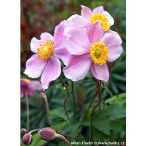 Anemone hupehensis Bowles Pink - Szellőrózsa