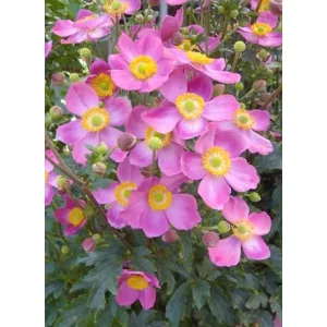 Anemone hupehensis Cinderella - Szellőrózsa