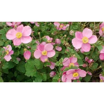 Szellőrózsa (Anemone)