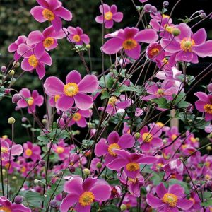 Anemone hupehensis Splendens - Szellőrózsa