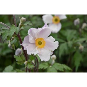 Anemone hybrida Dreaming Swan - Szellőrózsa