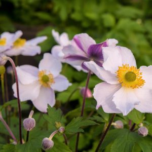 Anemone hybrida Elfin Swan - Szellőrózsa