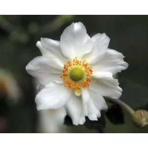 Anemone hybrida Géante des Blanches - Szellőrózsa