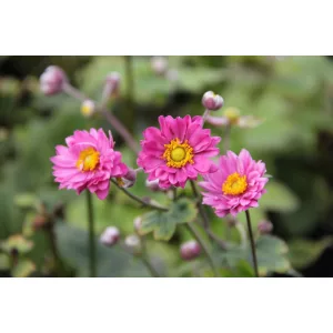 Anemone hybrida Giselle - Szellőrózsa