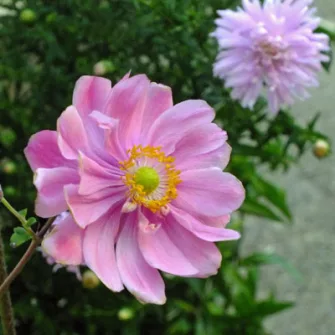 Szellőrózsa (Anemone)