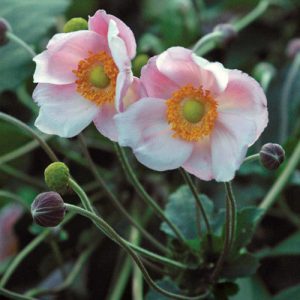 Anemone hybrida Richard Ahrens - Szellőrózsa