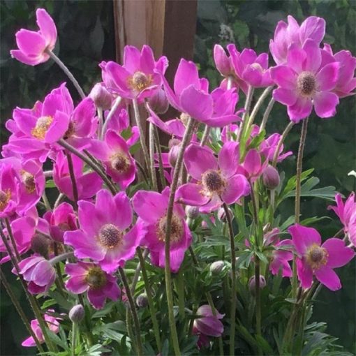 Anemone hybrida Spring Beauty Pink - Szellőrózsa