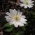 Szellőrózsa (Anemone)
