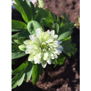 Anemone nemorosa 'Monstrosa' - Szellőrózsa