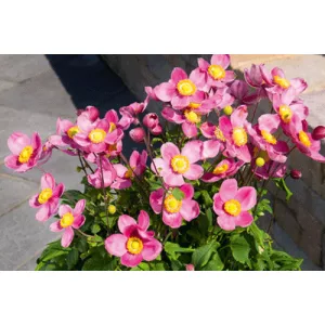 Anemone Pretty Lady Diana - Szellőrózsa