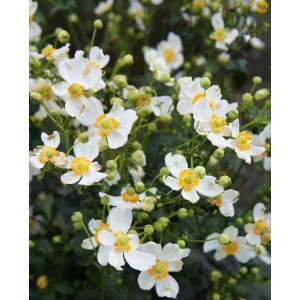 Anemone Pretty Lady Maria - Szellőrózsa