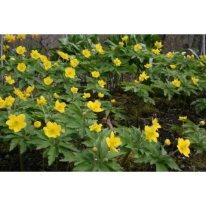 Anemone ranunculoides - Szellőrózsa