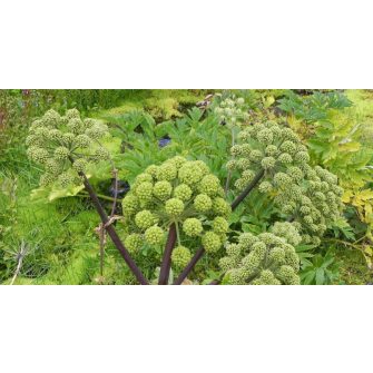 Angyalgyökér (Angelica)