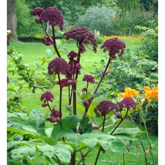 Angyalgyökér (Angelica)