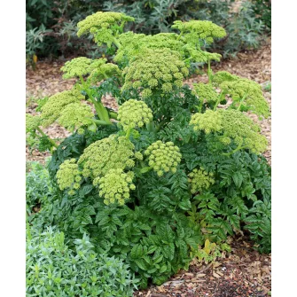 Angyalgyökér (Angelica)