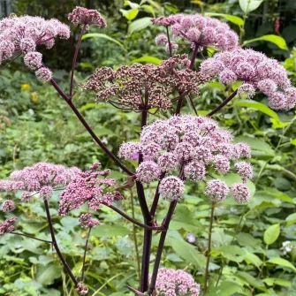 Angyalgyökér (Angelica)