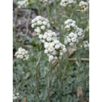 Macskatalp (Antennaria)