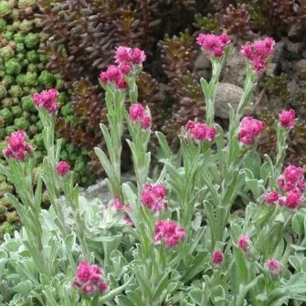 Macskatalp (Antennaria)