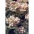 Macskatalp (Antennaria)
