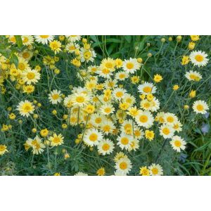 Anthemis hybrida E.C. Buxton - Pipitér