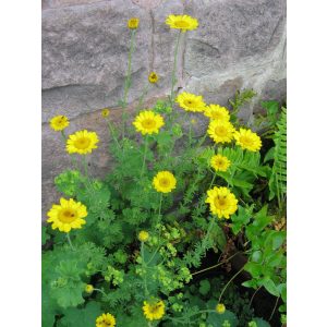 Anthemis hybrida Kelwayi - Pipitér