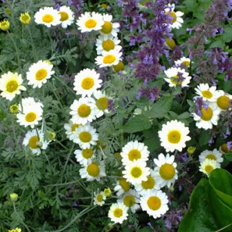 Pipitér (Anthemis)