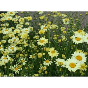 Anthemis hybrida Wargrave - Pipitér