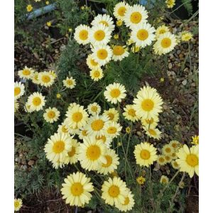 Anthemis tinctoria Lemon Ice - Pipitér