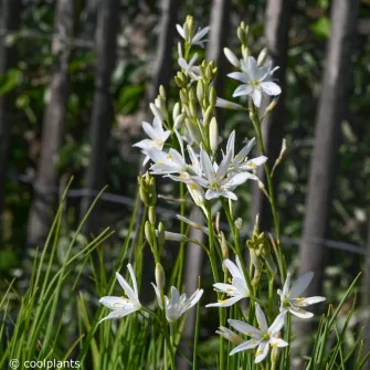 Homokliliom (Anthericum)