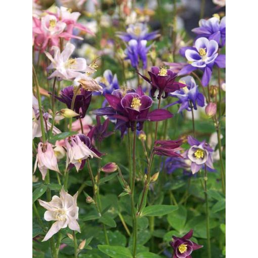 Aquilegia Biedermeier Mix - Harangláb