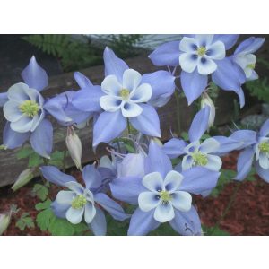 Aquilegia caerulea - Harangláb