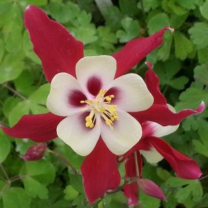 Aquilegia Crimson Star - Harangláb