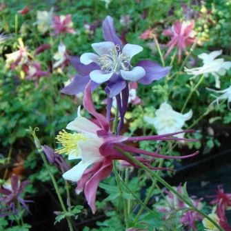 Harangláb (Aquilegia)