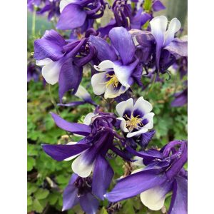 Aquilegia caeruela Spring Magic Navy and White - Harangláb