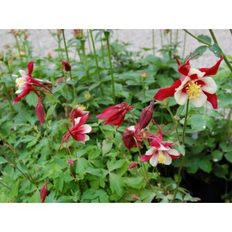 Harangláb (Aquilegia)