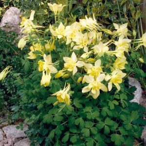 Aquilegia Spring Magic Yellow - Harangláb