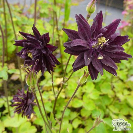 Aquilegia vulgaris Black Barlow - Harangláb