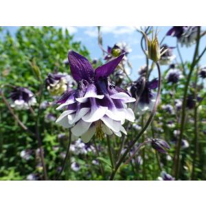 Aquilegia vulgaris Blackberry Ice - Harangláb