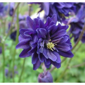 Aquilegia vulgaris Blue Barlow - Harangláb