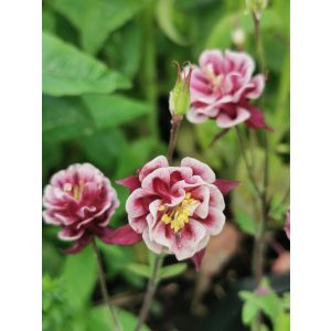 Aquilegia vulgaris Double Winky Red & White. - Harangláb