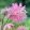 Aquilegia vulgaris Pink Barlow - Harangláb