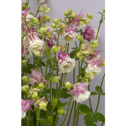 Aquilegia vulgaris Pink Petticoat - Harangláb