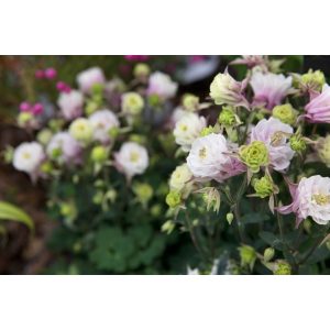 Aquilegia vulgaris Winky Double Pink and White - Harangláb