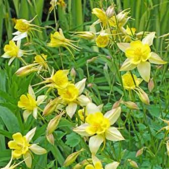 Harangláb (Aquilegia)