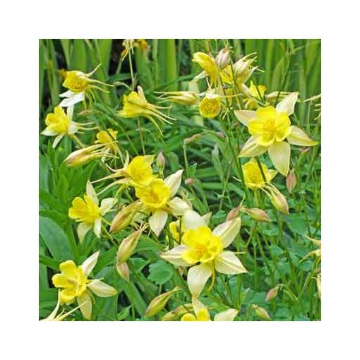 Aquilegia vulgaris Yellow Star - Harangláb