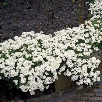 Ikravirág (Arabis)