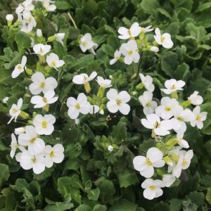 Arabis caucasica Snowcap - Ikravirág